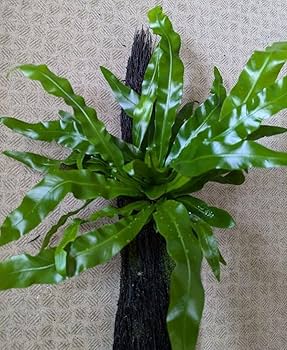 Amazon.co.jp: オオタニワタリ アスプレニウム ヘゴ板付け 植物